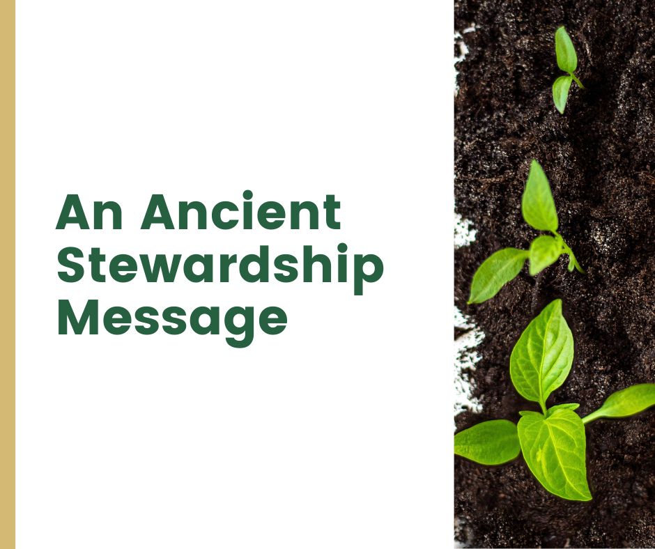 stewardship feature image